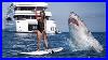 20_Foot_Great_White_Shark_Grabs_Female_Tourist_Off_Paddleboard_01_snor