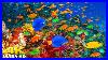 4k_Stunning_Underwater_Wonders_Of_The_Red_Sea_Relaxing_Music_Coral_Reefs_U0026_Colorful_Sea_Life_01_fp